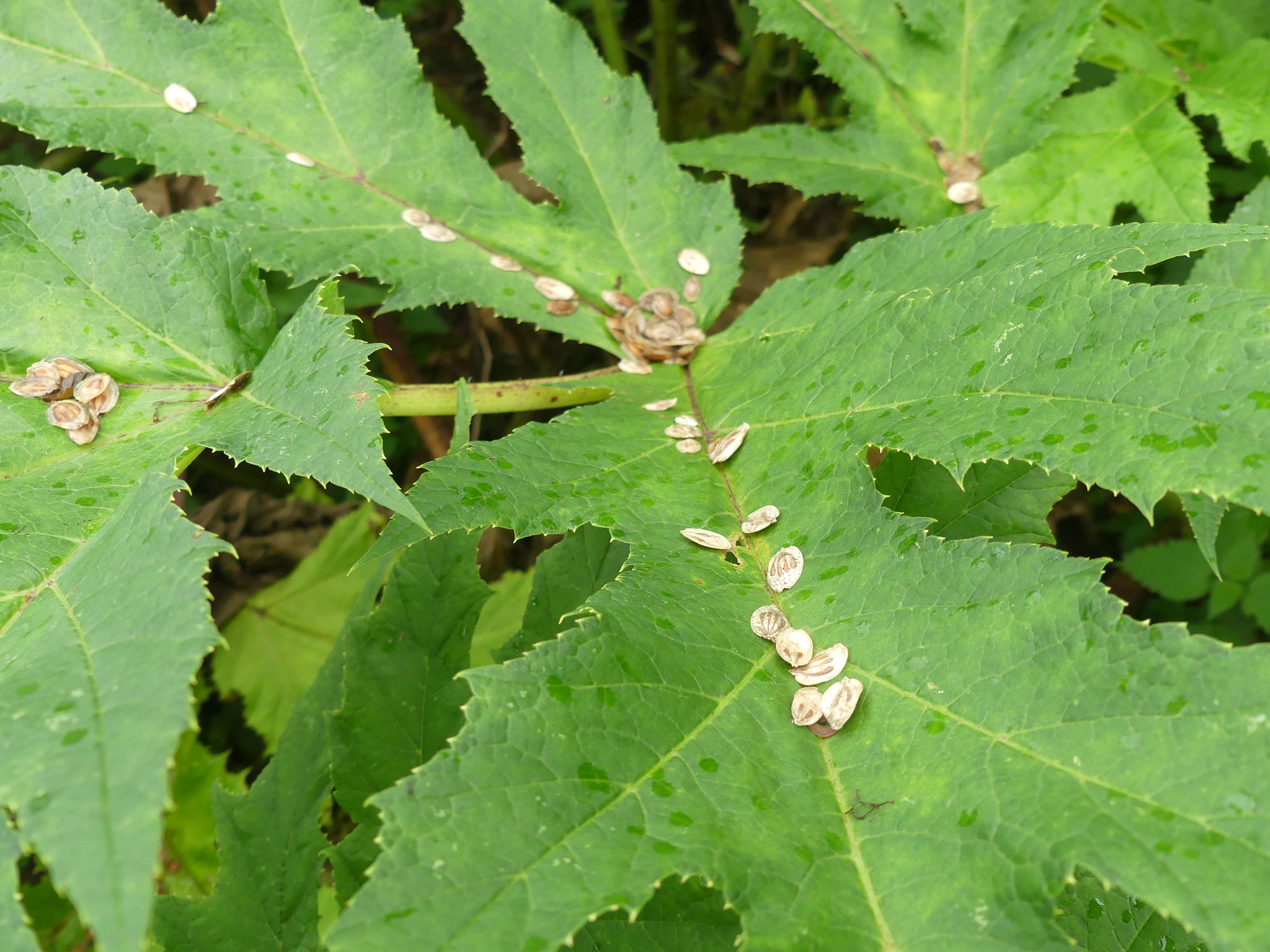 Giant Hogweed leaf and seeds FWS.gov